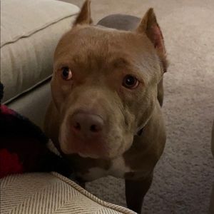 Meet your Posher, Ronnie